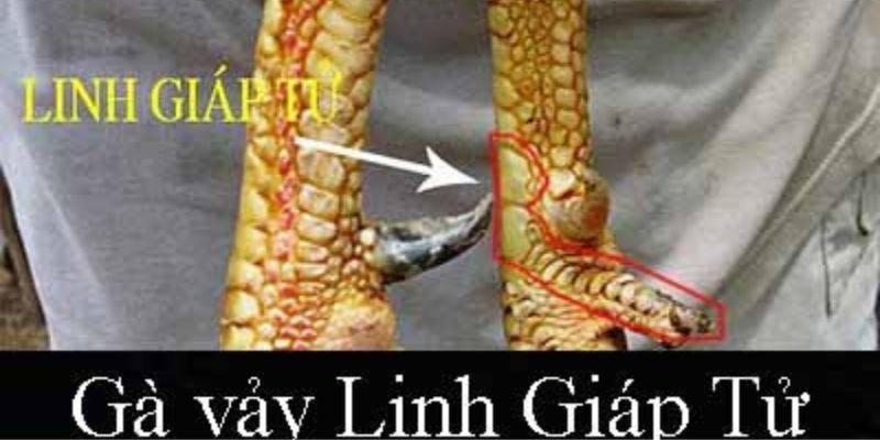 Gà vảy linh giáp tử đá như nào